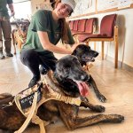 Una carezza ai cani antibracconaggio in una pausa dell'addestramento